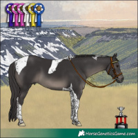 Horse Color:Smoky Black Tobiano 