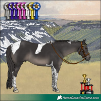 Horse Color:Smoky Black Tobiano 