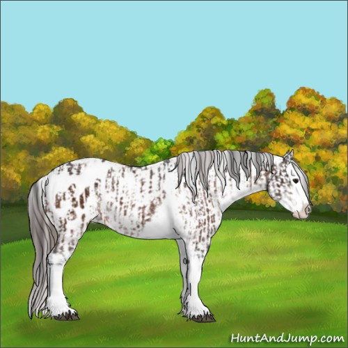 Horse Color:Brown Sabino Splash Appaloosa  and Bay Sabino Splash Appaloosa 