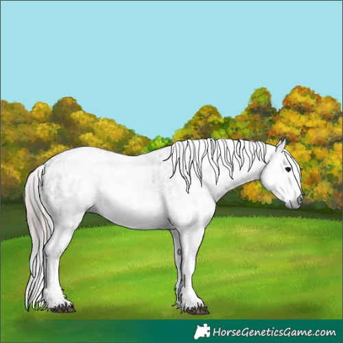 Horse Color:Gray White Spotted Black  and Gray White Spotted Chestnut 