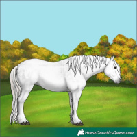 Horse Color:Gray White Spotted Black  and Gray White Spotted Chestnut 