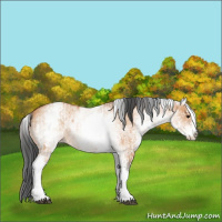 Horse Color:White Spotted Bay Dun Rabicano and White Spotted Bay Dun Rabicano