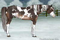 Horse Color:White Spotted Liver Chestnut Splash Rabicano