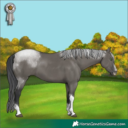 Horse Color:Grullo Sabino Tobiano Rabicano 