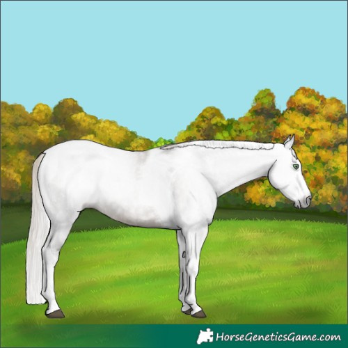 Horse Color:Gray Silver Grullo Sabino Splash Tobiano Rabicano 