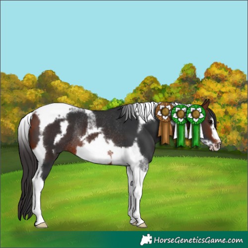 Horse Color:Bay Tobiano Frame Rabicano 