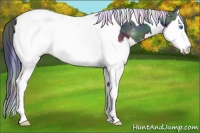 Horse Color:Nacre Black Sabino Splash Tobiano Appaloosa 