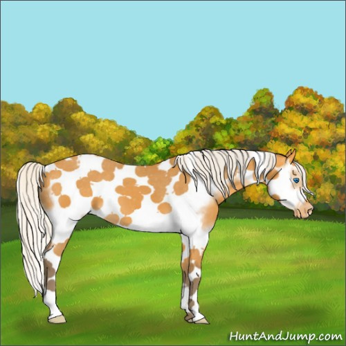 Horse Color:Silver Buckskin Splash Tobiano Frame Appaloosa 