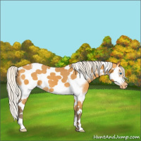 Horse Color:Silver Buckskin Splash Tobiano Frame Appaloosa 