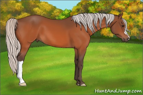 Horse Color:Silver Bay