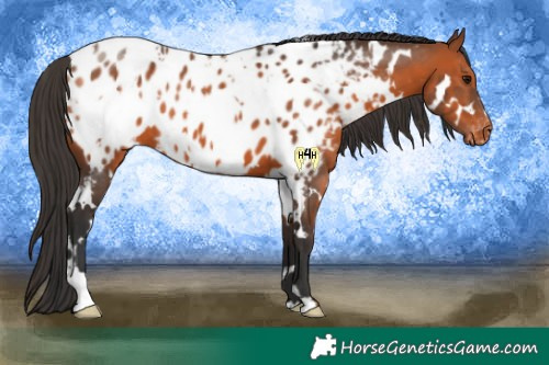 Horse Color:White Spotted Bay Appaloosa 