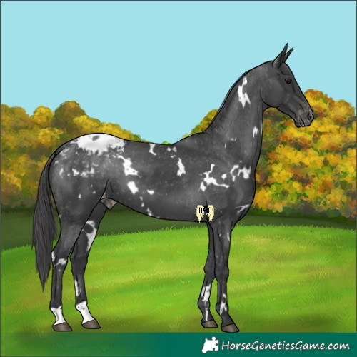 Horse Color:White Spotted Black Blanket 