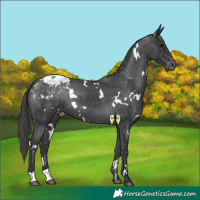 Horse Color:White Spotted Black Blanket 