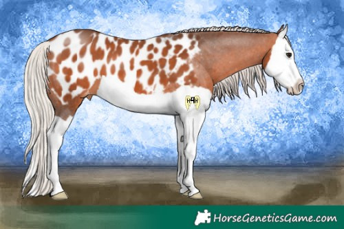 Horse Color:Silver Brown Splash Appaloosa