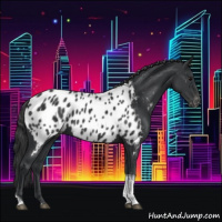 Horse Color:Black Tobiano Appaloosa 