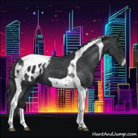 Horse Color:Black Tobiano Appaloosa 
