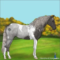 Horse Color:Silver Black Tobiano
