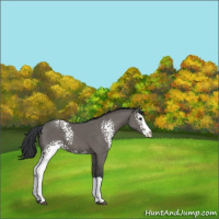 Horse Color:White Spotted Grullo Splash 