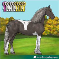 Horse Color:Silver Black Tobiano 