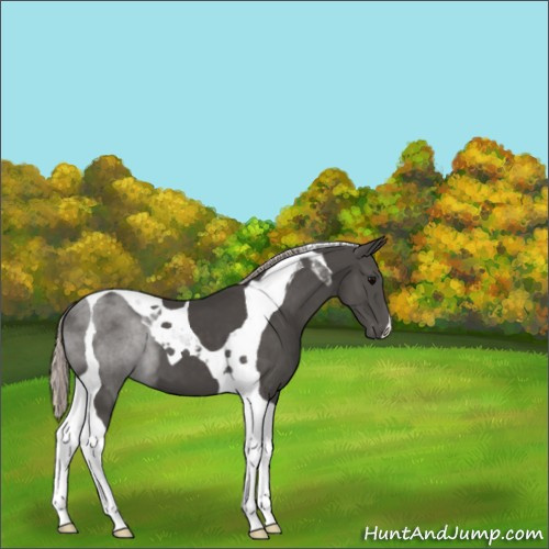 Horse Color:Silver Black Tobiano