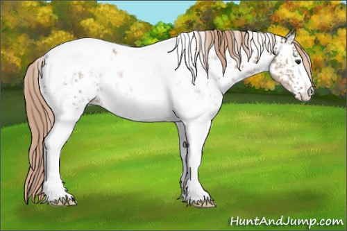 Horse Color:White Spotted Liver Red Dun Tobiano Appaloosa Rabicano 