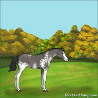 Horse Color:White Spotted Grullo Splash 