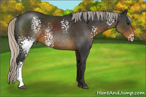 Horse Color:White Spotted Silver Smoky Black Rabicano 