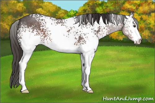 Horse Color:White Spotted Liver Red Roan 