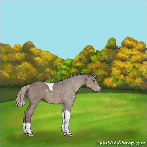 Horse Color:Silver Black Tobiano 