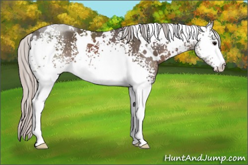 Horse Color:White Spotted Silver Black 