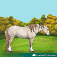 Horse Color:White Spotted Grullo Pearl Splash 