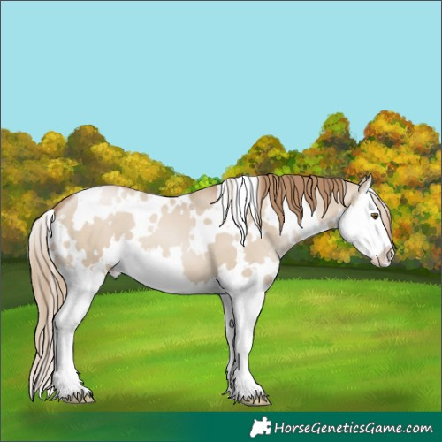 Horse Color:White Spotted Grullo Pearl Splash 