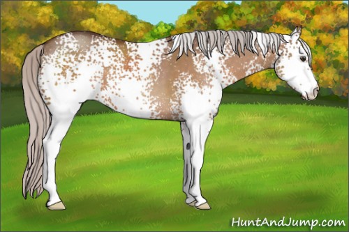 Horse Color:White Spotted Silver Brown Dun 