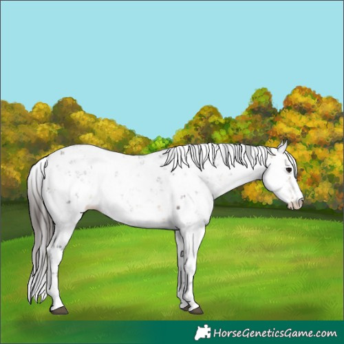 Horse Color:Buckskin Sabino