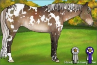 Horse Color:Gray White Spotted Silver Bay Appaloosa 