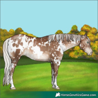 Horse Color:Gray White Spotted Silver Black Pearl Appaloosa
