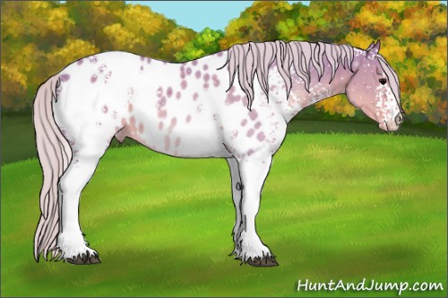 Horse Color:Watercolor White Spotted Silver Black Appaloosa 