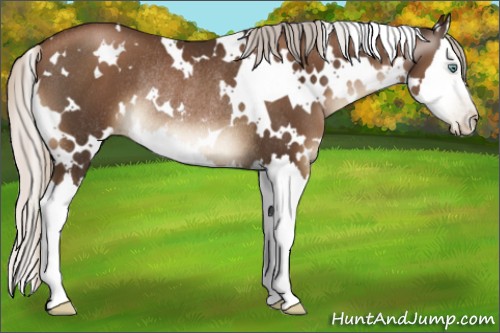Horse Color:Gray White Spotted Silver Black Pearl Splash Rabicano