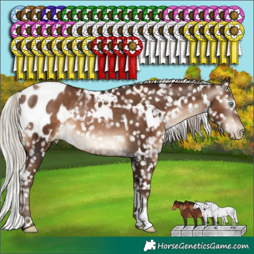 Horse Color:Gray White Spotted Silver Brown Pearl Appaloosa Rabicano