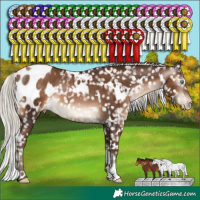 Horse Color:Gray White Spotted Silver Brown Pearl Appaloosa Rabicano
