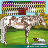 Horse Color:Gray White Spotted Silver Brown Pearl Appaloosa Rabicano