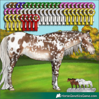 Horse Color:Gray White Spotted Silver Brown Pearl Appaloosa Rabicano 