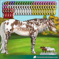Horse Color:Gray White Spotted Silver Brown Pearl Appaloosa Rabicano 