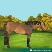 Horse Color:Buckskin