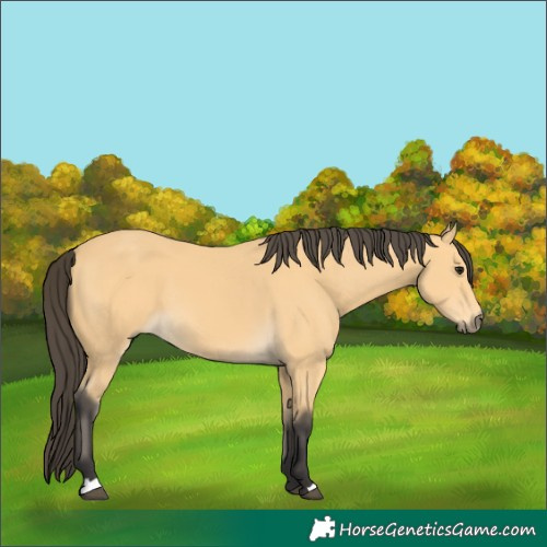 Horse Color:Buckskin