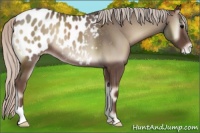 Horse Color:Silver Blue Onyx Roan Appaloosa