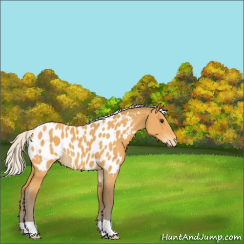 Horse Color:Silver Buckskin Appaloosa 