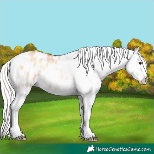 Horse Color:Silver Classic Champagne Onyx Tobiano Appaloosa 