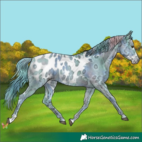 Horse Color:Nacre Watercolor White Spotted Liver Chestnut Ice Appaloosa 
