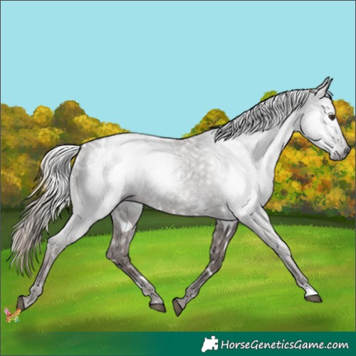 Horse Color:Gray White Spotted Chestnut Ice Appaloosa 